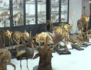 Türkiye’s first zoology museum to reopen
