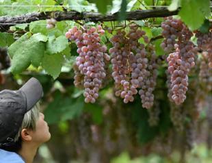 From mediocre to medal-winning: Japan’s koshu wine