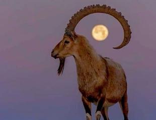 Court stops tenders for wild sheep, goats