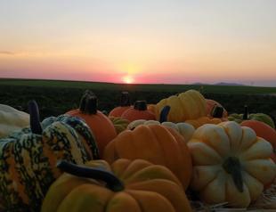 Farmer from Konya exports pumpkin for Halloween