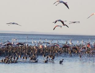 10,000 flamingo chicks hold on to life in Lake Salt
