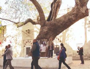 Plane tree named after poet in Istanbul