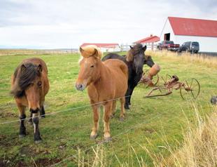 Activists see red over Iceland’s blood mares