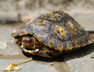Recordings show some ‘mute’ animals communicate vocally