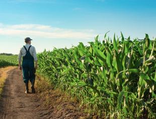 Producer prices in agriculture up 5 pct