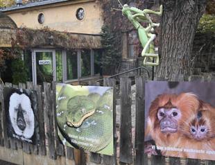 King cobra returns to its enclosure at zoo
