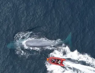Blue whales eat 10 million pieces of microplastic a day