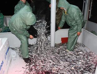 Anchovy exports halve in September-October