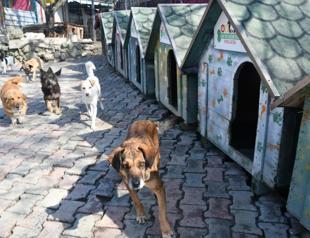 Ministry to target problems related to stray animals