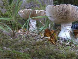 Five dead after consuming deadly fungus