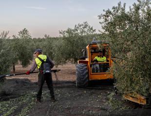 Drought tests resilience of Spain’s olive groves and farmers