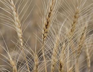 Wheat from Russia to be processed in Türkiye: Minister