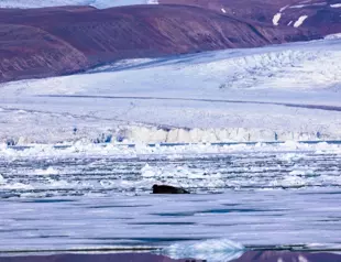 Thinning Greenland ice sheet may mean more sea level rise