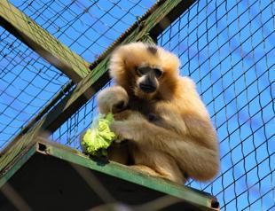 Only gibbon couple in Türkiye with offspring