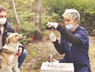 250,000 people received treatment for rabies last year