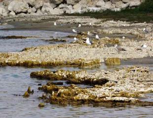 Lake withdrawal reveals giant microbialites