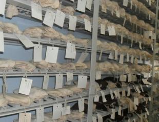 Digital database established for endemic plant species