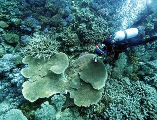 Scientists try to bolster Great Barrier Reef in warmer world