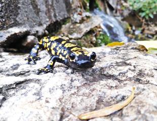 Endangered Turkish salamander spotted in Tunceli