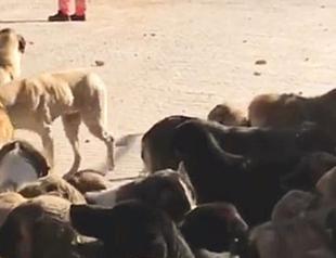 Two people arrested for fatally hitting dog in Konya