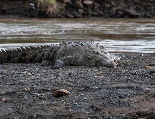 Costa Rica crocodiles survive in ‘most polluted’ river