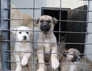 Ministry to provide forest areas for animal shelters in Istanbul