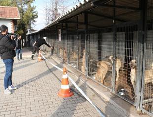 Erdoğan instructs to improve animal shelters
