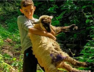 Boy spends all summer break with his lamb