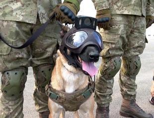 Bomb search dogs trained by Turkish Army on duty at World Cup