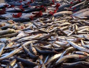 Anchovy stock depleting in Black Sea, expert warns