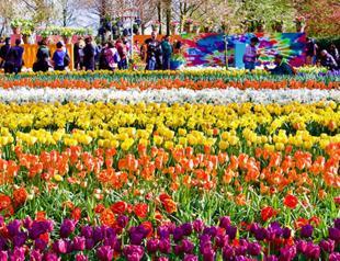 Cash crops: Dutch use bitcoin mining to grow tulips