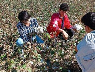 Students plant cotton in school garden