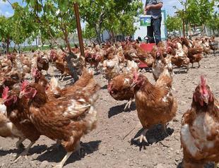 Chicken meat production rise in October