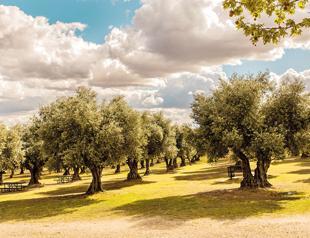 Regulation on mining in olive groves fails to pass parliament