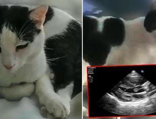 Heart valve tumor detected in cat, first time in world