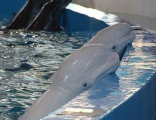 Five dolphins victims of exploitation in show center