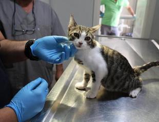 Only about 900,000 pets registered in PETVET system
