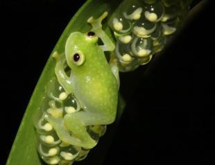 Scientists reveal secrets of frog transparency