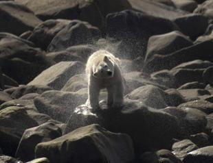 Canadian polar bears disappearing fast