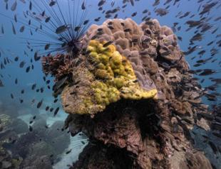 Underwater heat 'inferno' ravages Mediterranean corals