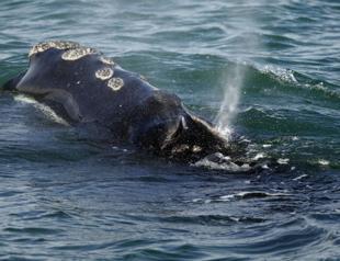 Vanishing right whale must remain on endangered list