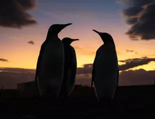 King penguins face climate change