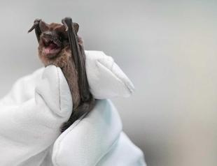 Bats plunge to ground in cold, saved by incubators, fluids