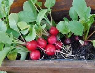 Fit as fiddle or healthy as radish