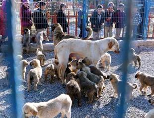 3 dogs mothering 52 abandoned puppies in shelter