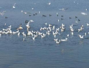 Monitoring project initiated to clean Lake Küçükçekmece