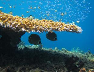 Coral bleaching causing ‘unnecessary’ fish fights
