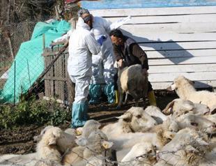 50 villages quarantined as smallpox detected in barns