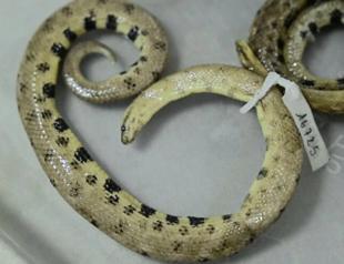 New dwarf boa found in Amazon