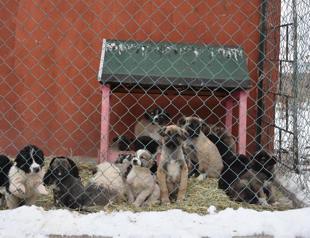 ‘Food Express’ sets off for animals in shelters in country’s east